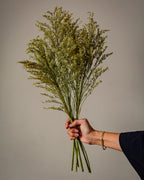 Solidago Bouquet