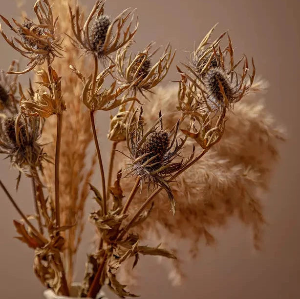 BLUE ERYNGIUM & PAMPAS